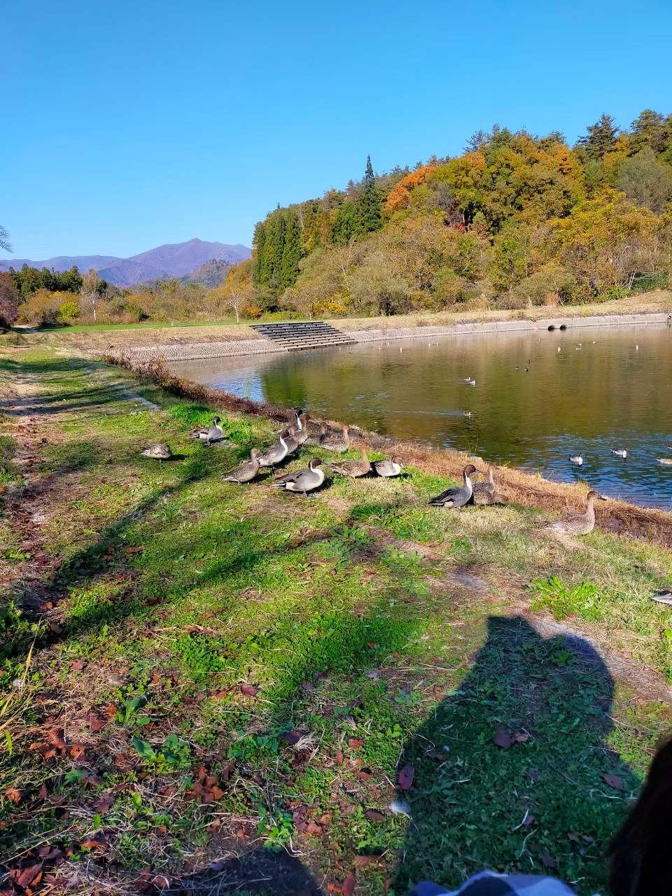 line_130032075168101